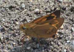 Cephrenes trichopepla