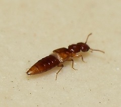 Staphylinidae