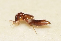 Staphylinidae