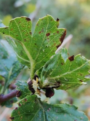 Dasineura crataegi