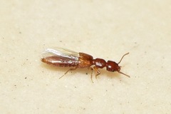 Staphylinidae
