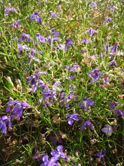 Lobelia setacea