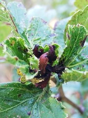 Dasineura crataegi