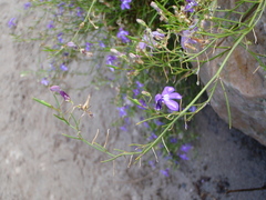 Lobelia setacea