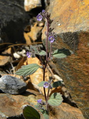 Phacelia vallicola