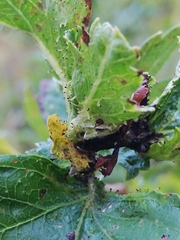 Dasineura crataegi