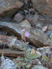 Phacelia vallicola