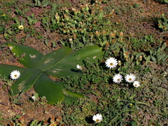 Brunsvigia bosmaniae