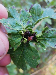 Dasineura crataegi