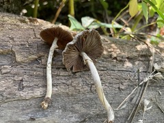 Agrocybe acericola