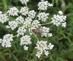 Polleniidae