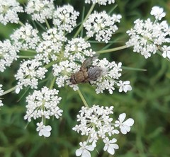 Polleniidae