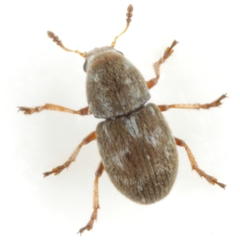 Trigonorhinus rotundatus
