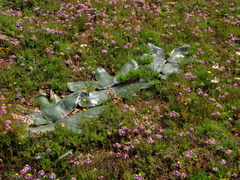 Brunsvigia bosmaniae