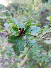 Dasineura crataegi