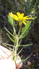 Osteospermum scabrum