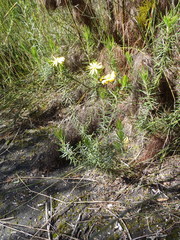 Osteospermum scabrum