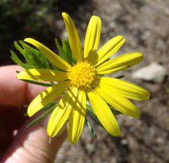 Osteospermum scabrum