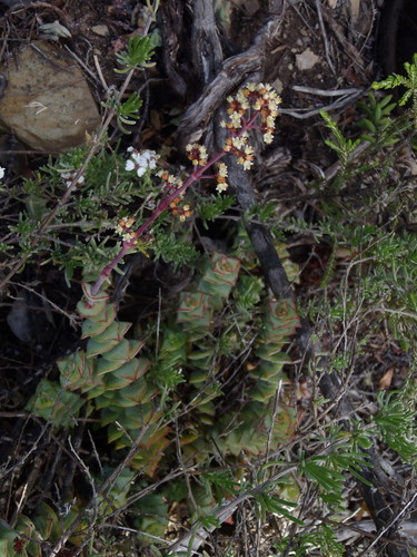 Crassula perforata
