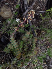 Crassula perforata perforata