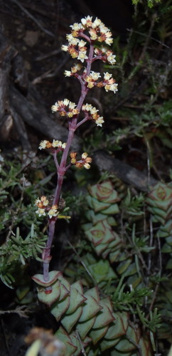 Crassula perforata