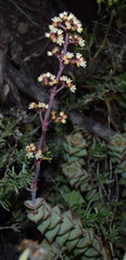Crassula perforata perforata