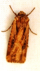 Axylia annularis