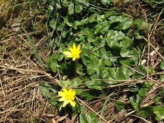 Ficaria verna