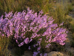 Heliophila juncea