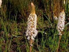 Bulbinella eburniflora