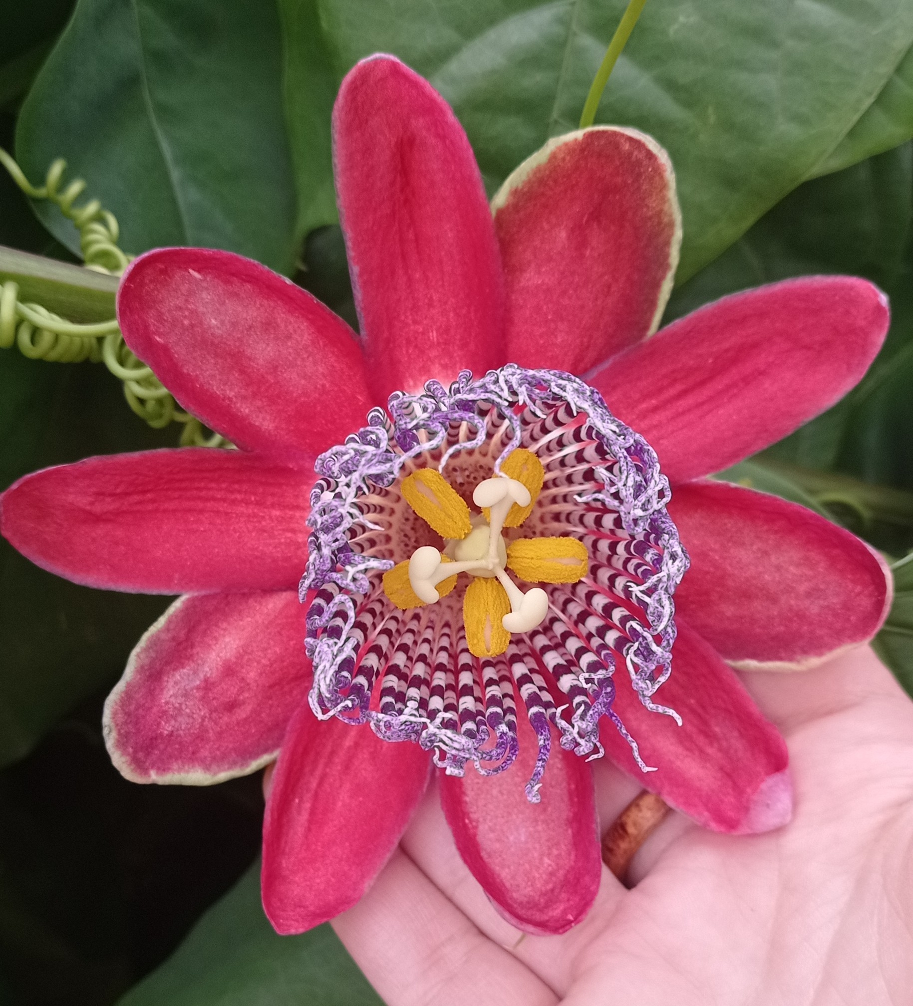 Passiflora alata