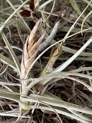 Tillandsia ferrisiana