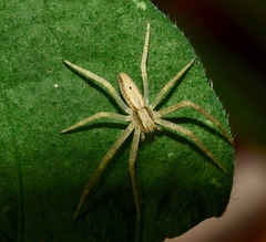 Araneae
