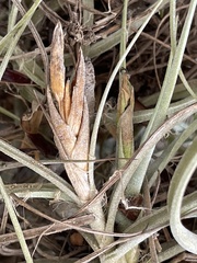 Tillandsia ferrisiana