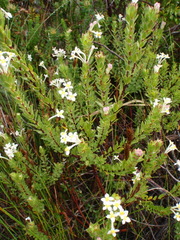 Gnidia tomentosa