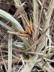 Tillandsia ferrisiana
