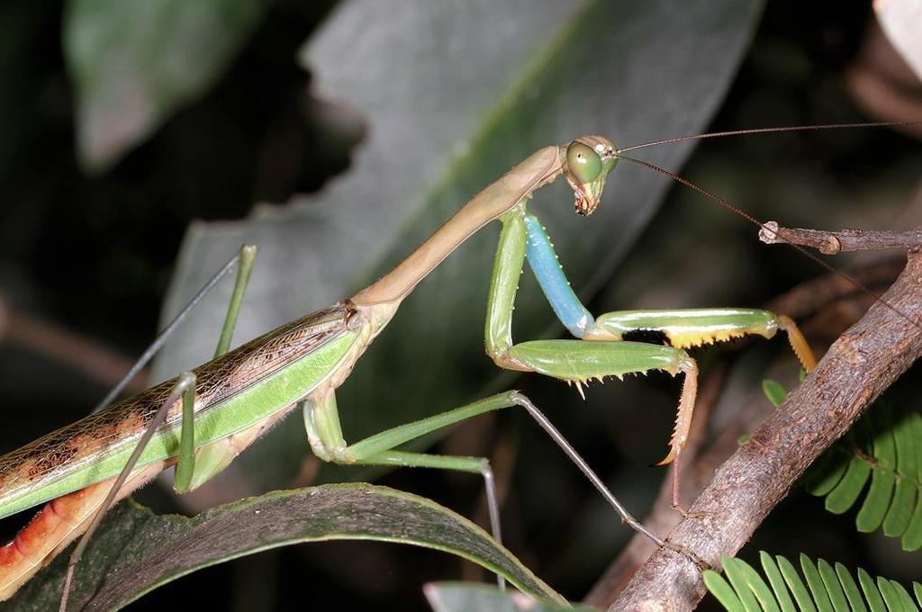 Flag Mantis