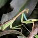Flag Mantis - Photo (c) Wynand Uys, some rights reserved (CC BY)