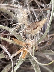 Tillandsia ferrisiana