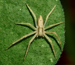 Araneae