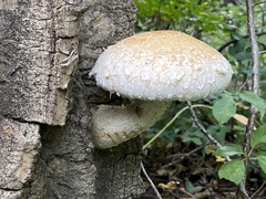 Hemipholiota
