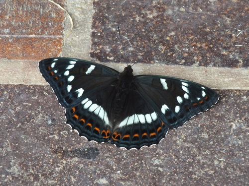 Bielopásovec topoľový (Limenitis populi)