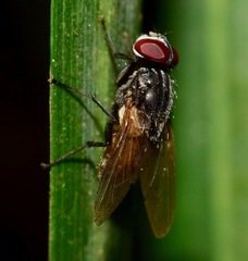 Diptera