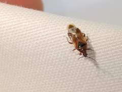 Anthocoris nemoralis