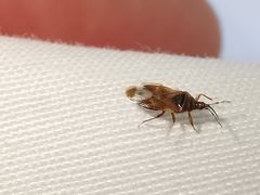 Anthocoris nemoralis