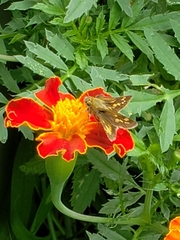 Polites peckius
