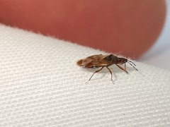 Anthocoris nemoralis