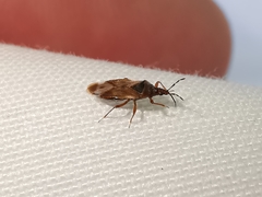 Anthocoris nemoralis