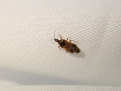Anthocoris nemoralis