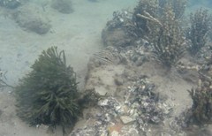 Lutjanus russellii